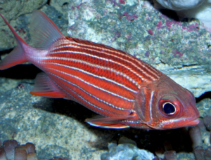 Striped Squirrelfish