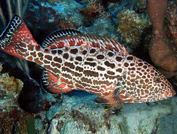 Yellow Fin Grouper