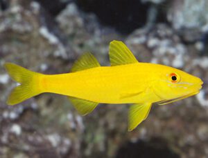 Yellow Goatfish