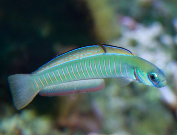 Zebra Bar Goby