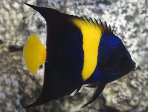 Asfur Angelfish