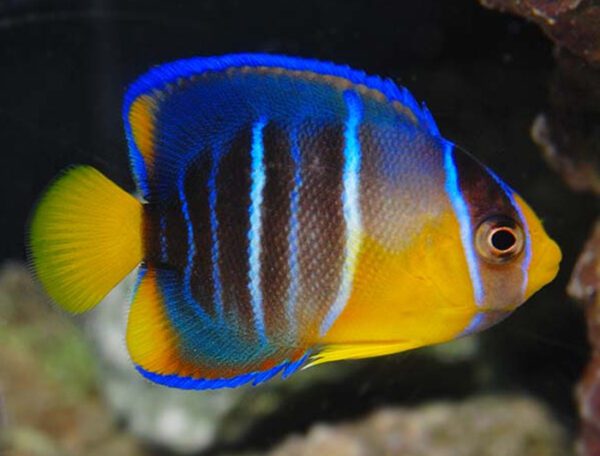 Blue Angelfish Juvenile