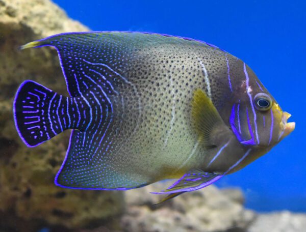 Blue Koran Angelfish (Adult)