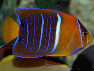 Passer Angelfish