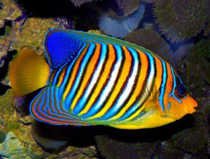 Regal Angelfish