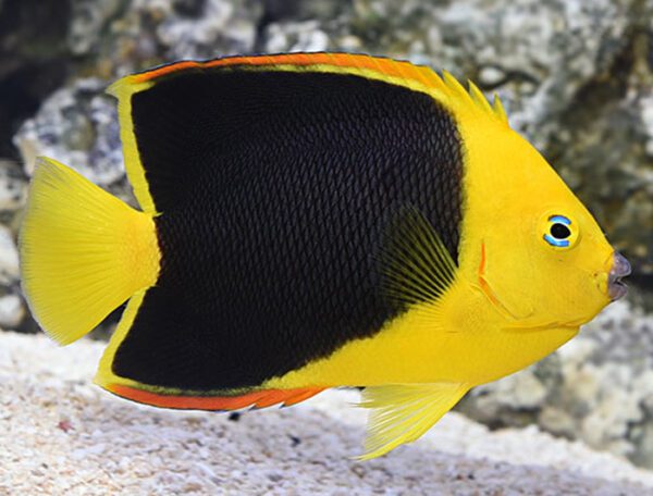 Rock Beauty Angelfish