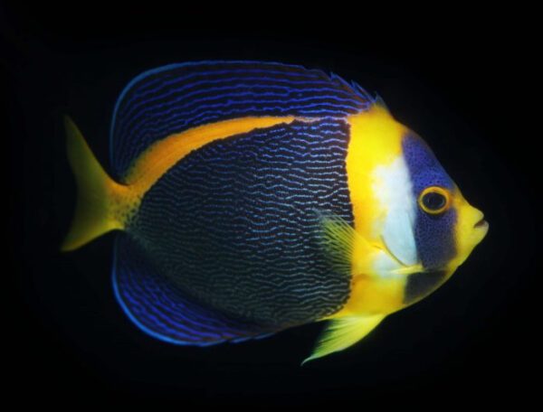 Scribbled Angelfish