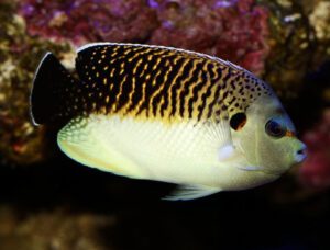 Tiger Angelfish