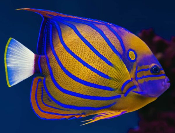 Annularis Angelfish (Adult)