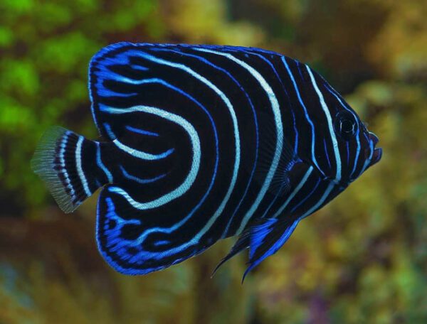 Annularis Angelfish (Juv)