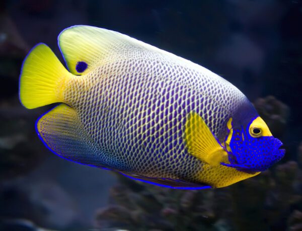 Blueface Angelfish Adult