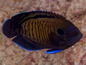 Bluefin Angelfish