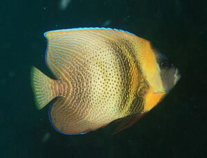 Cortez Angelfish (Adult)