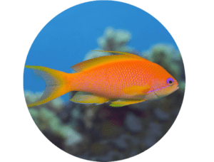 Anthias