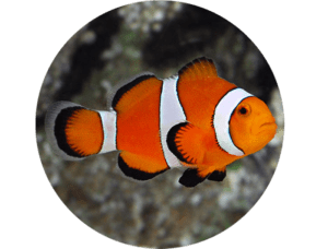 Clownfish