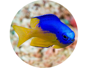 Damselfish