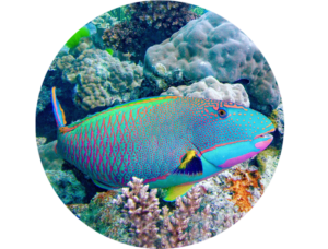 Parrotfish