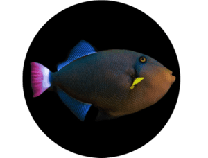 Triggerfish