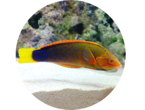 Wrasse