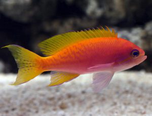 Bimaculatus Scribbled Anthias Female