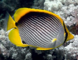 Black Back Butterflyfish