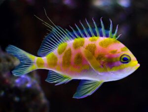 Blotched Anthias