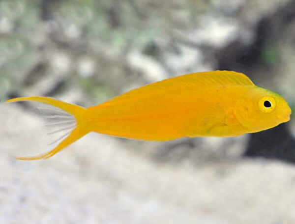 Canary Blenny