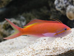 Carberryi Anthias