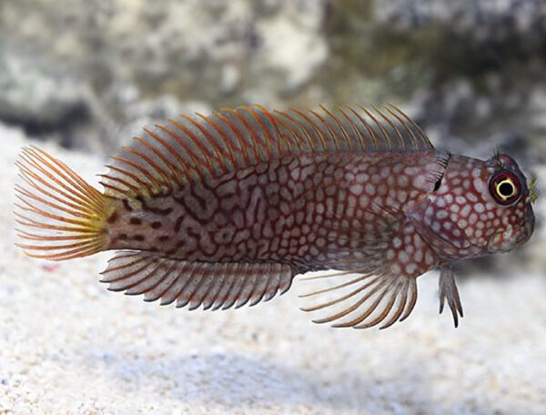 Ember Blenny