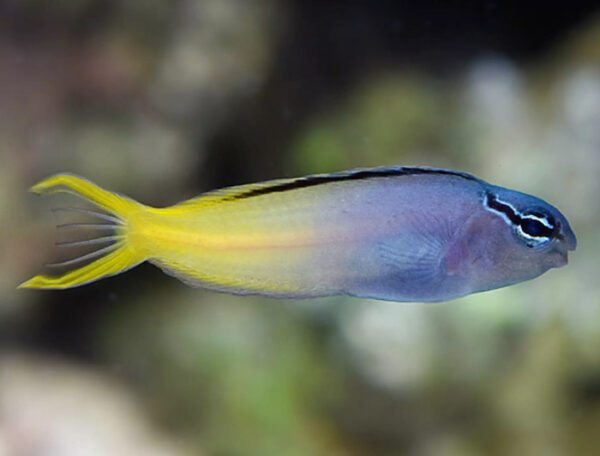 Forktail Blenny