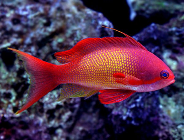 Lyretail Anthias Male