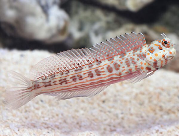 Orange Spotted Blenny