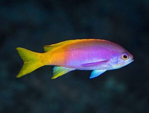 Pictilis Anthias (Female)