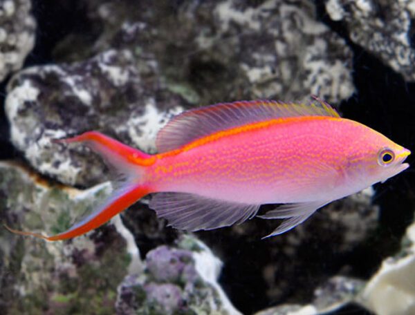 Princess Anthias