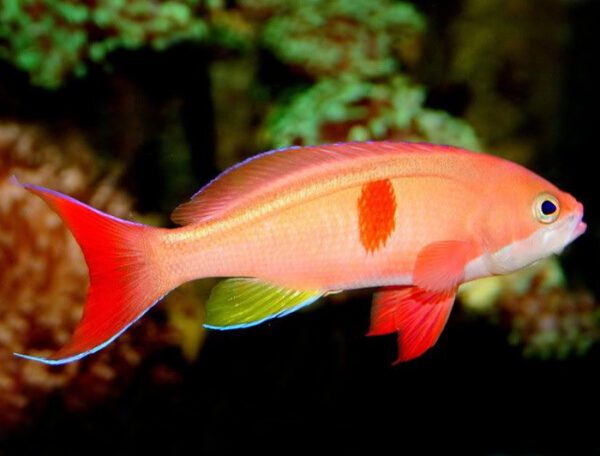 Red Bar (Cooperi) Anthias