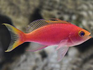 Resplendent Anthias Female