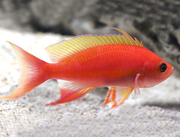 Resplendent Anthias Male