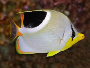 Saddleback Butterflyfish