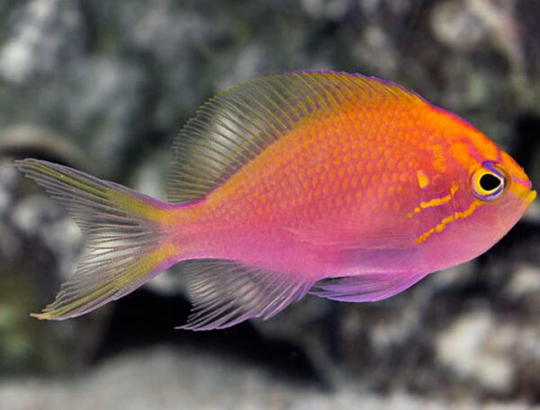 Sunburst Anthias