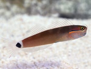 Tail Spot Blenny