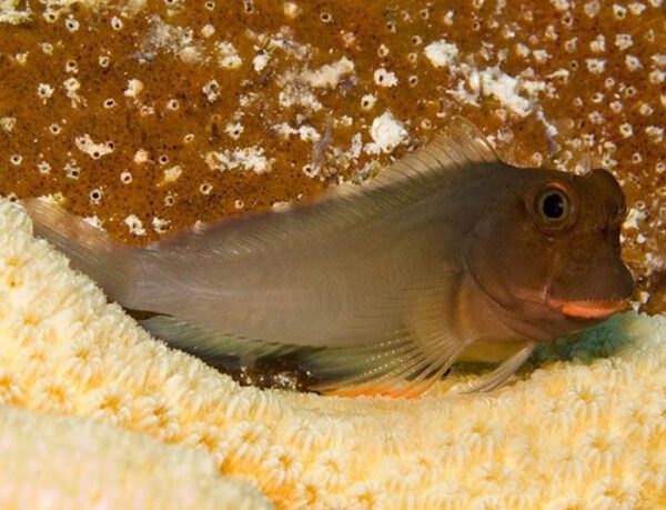 Red Lip Blenny