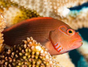 Arc Eye Hawkfish