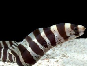 Banded Moray Eel