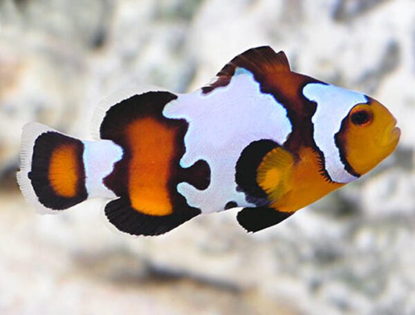 Black Ice Clownfish