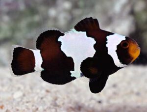 Black Snowflake Clownfish