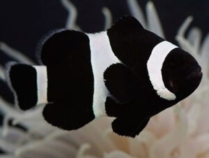 Black Ocellaris Clownfish