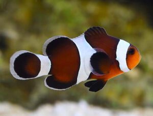 Chocolate Mocha Clownfish