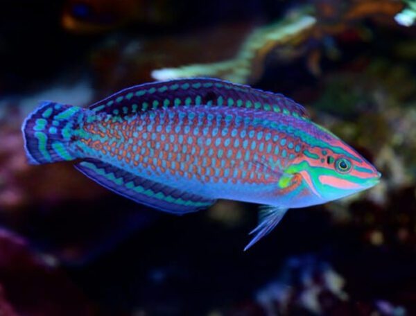 Christmas Wrasse