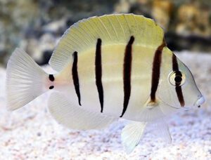 Convict Tang