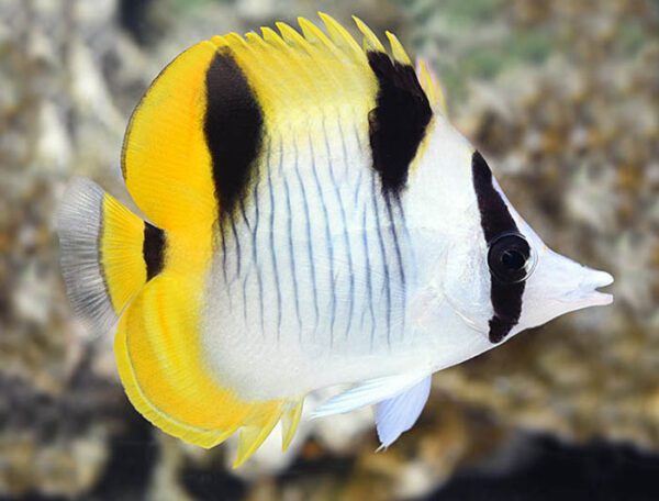 Falcula Butterflyfish